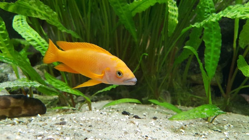 Neolamprologus leleupi